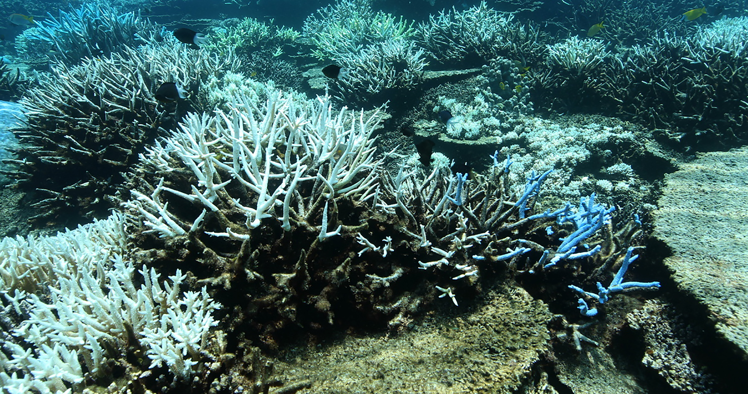 The Great Barrier Reef in Australia experienced its second major bleaching event in 2 years in March 2017. (Dean Miller—Greenpeace)