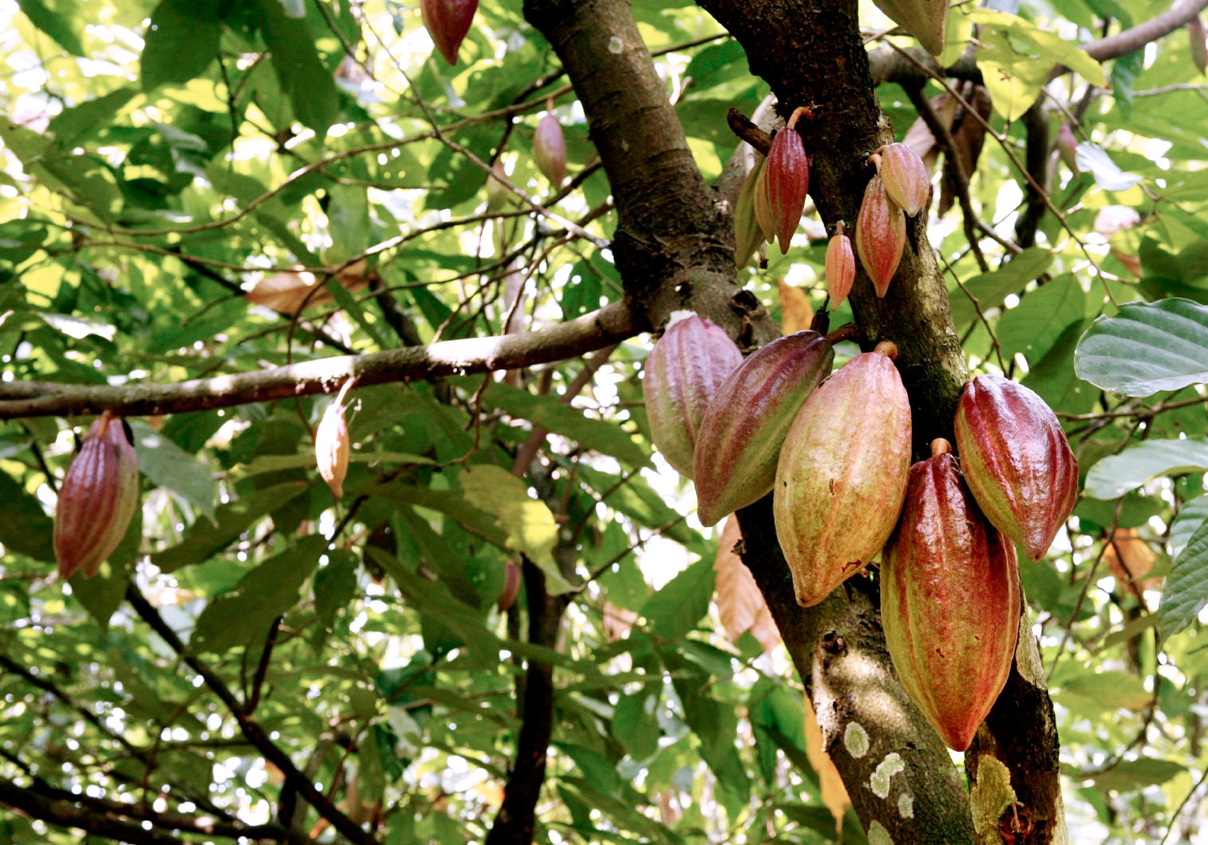 Cocoa pods hang from a tree on a farm outside of Kumasi, Gha