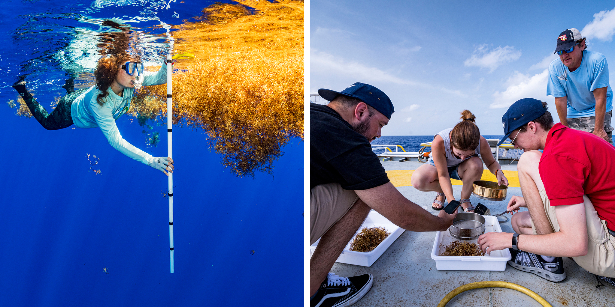 (L) University of Florida scientist Nerine Constant measures a mat of sargassum seaweed as part of the study to see if sargassum might act as an incubator to sea turtles. (R) Scientists sort microplastics shortly after trawling for it in the Sargasso Sea. (Shane Gross—Greenpeace.)