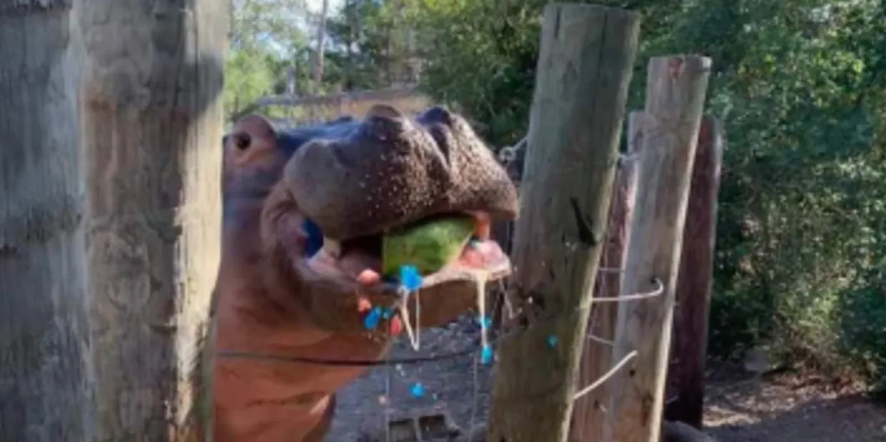 Tank the Hippo at the Capital of Texas Zoo. (Christina Jones Kabler)