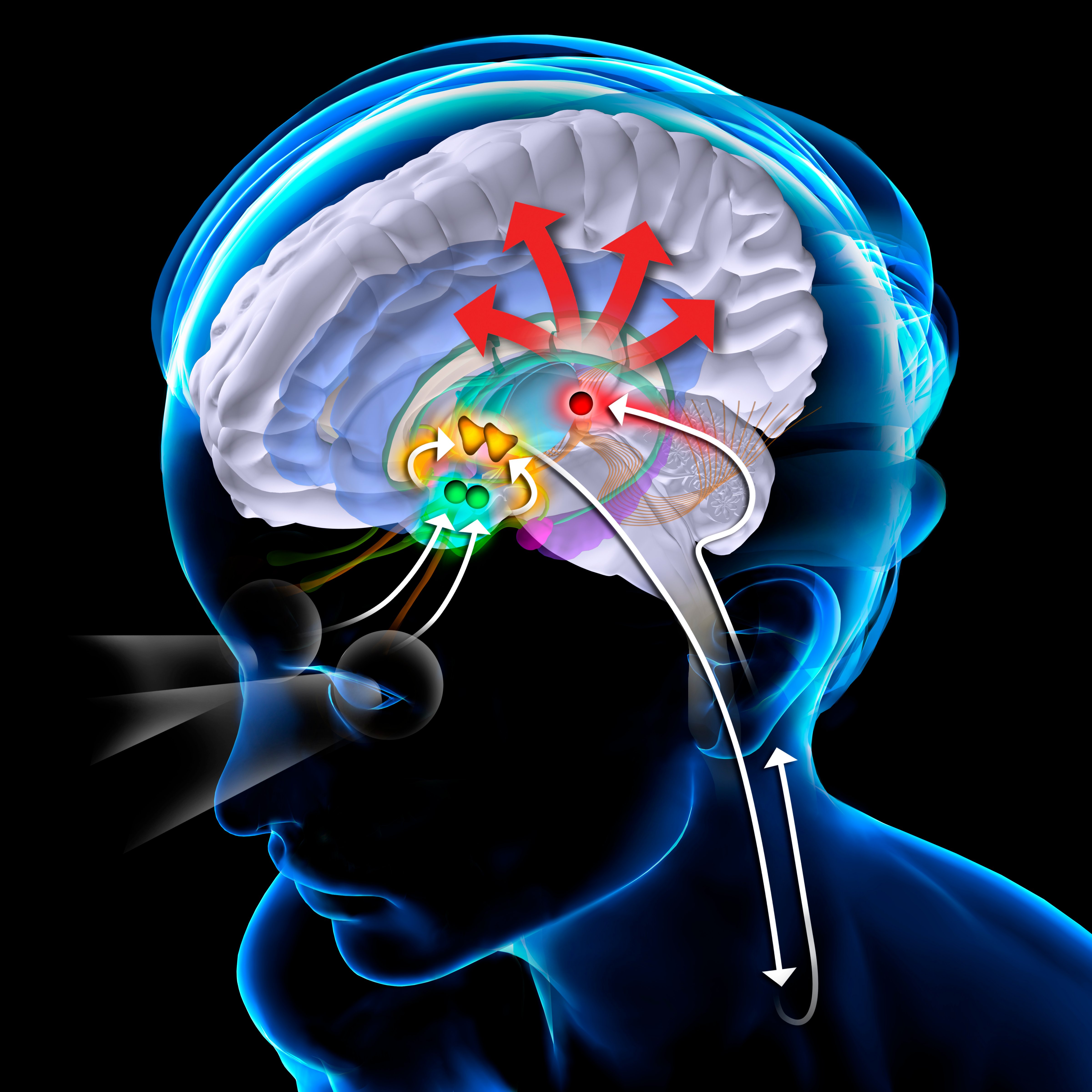 Melatonin hormone secreted by pineal gland (red) at night, regulates body's daily biological rhythm depending on luminosity as light regulates its secretion via a path involving the suprachiasmatic nucleus (green), the paraventricular nucleus (yellow) and the preganglionic sympathetic neurons. (BSIP/Universal Images Group via Getty)