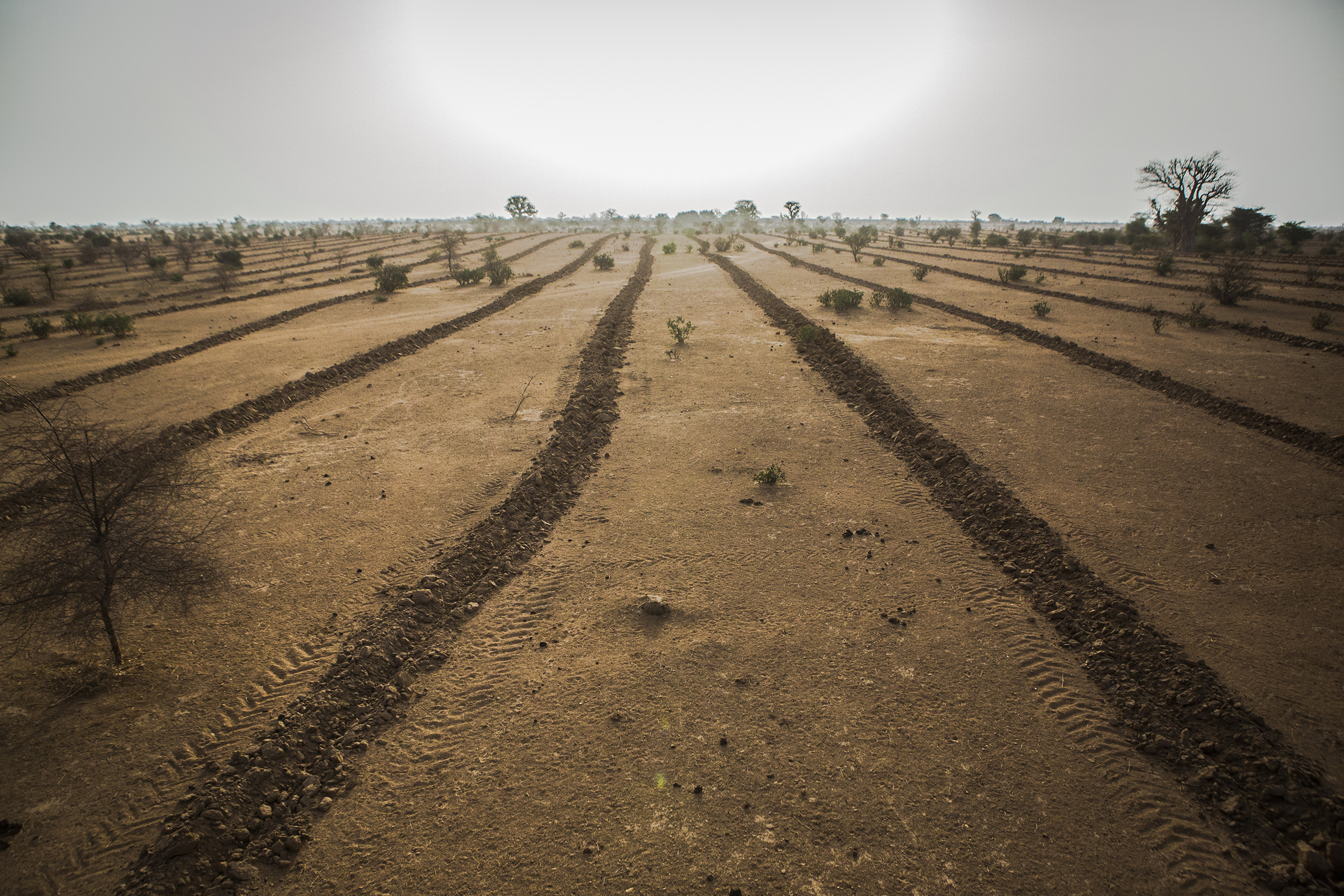 Land in Mbar Toubab, Senegal, which was plowed in anticipation of the planting of seedlings for the Great Green Wall