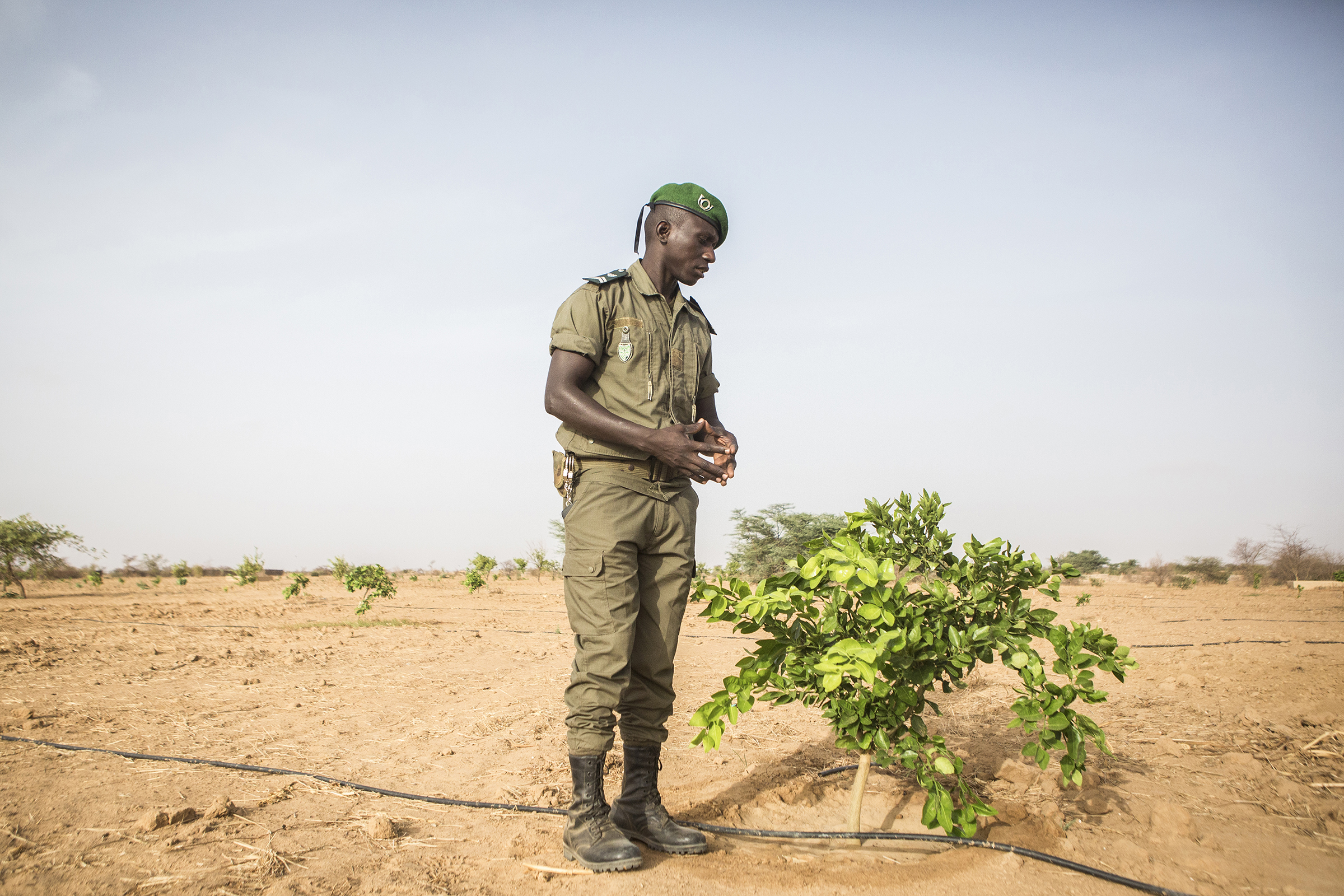 enegal- El Haji Gouebiaby, Base Chief for the Great Green Wall, stands beside a growing lemo; a base chief for the Great Green Wall tends to a lemon tree in Mbar Toubab