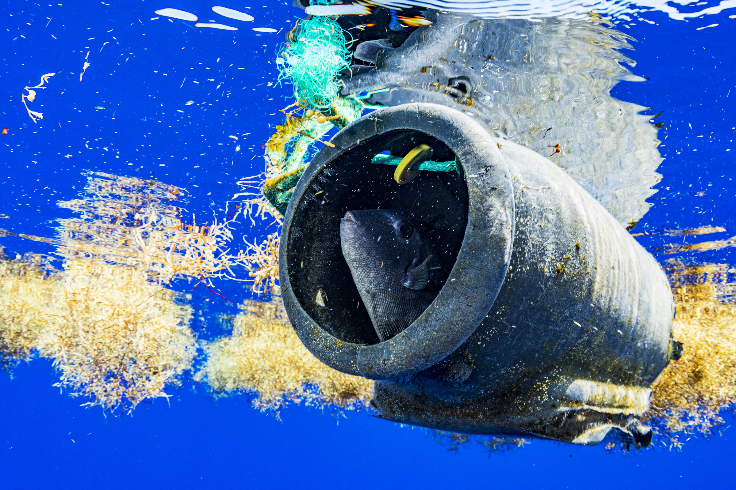 Trigger fish inside plastic debris between Sargassum in the Sargasso Sea. (Shane Gross—Greenpeace.)