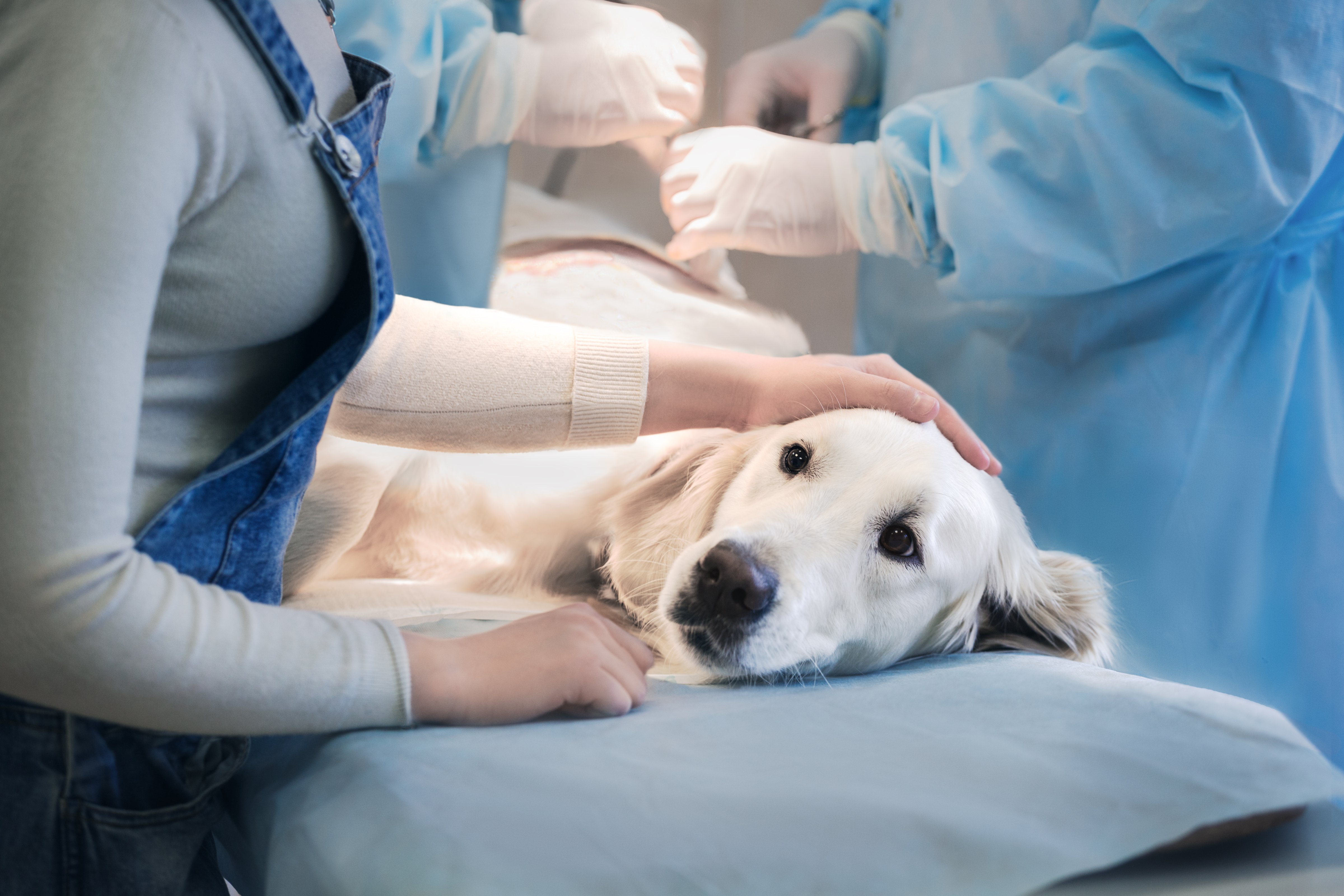 A dog lies on an operating table in a veterinarian's clinic. (alexsokolov&mdash;Getty Images/iStockphoto)