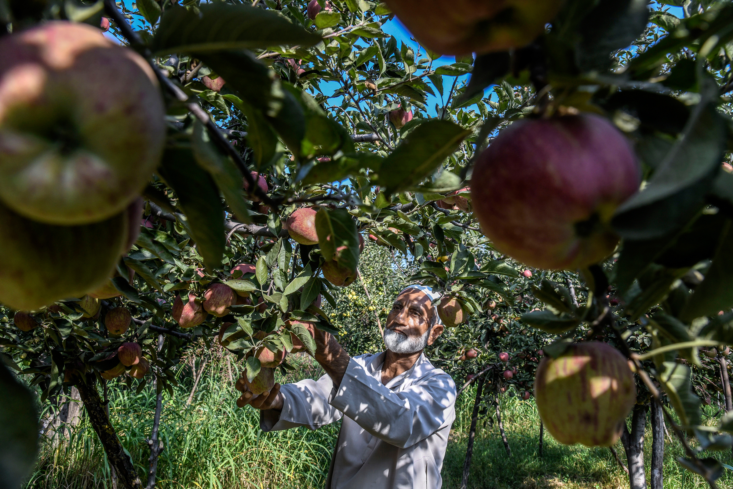 Gh Mohiuddin Mir, 65, who worries that if the Kashmir crisis is not resolved by harvest time he will be financially devastated, at his apple farm in Budgam, India, on Sept. 19, 2019. (Atul Loke—The New York Times/Redux)