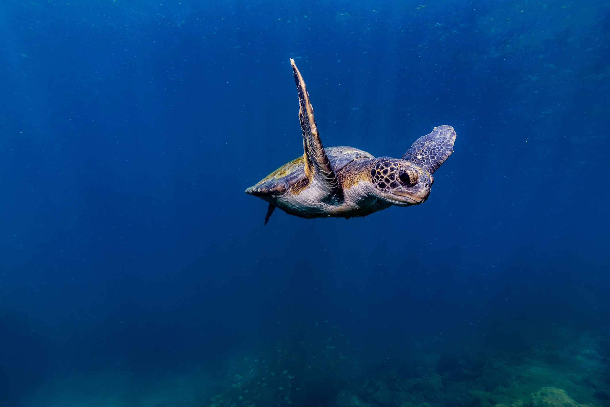 A seat turtle swimming off the coast of Arraial Do Cabo, Brazil (Tiago Santos—Getty Images)