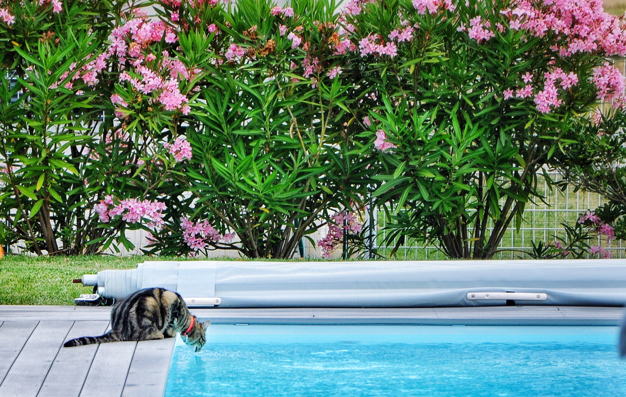 Cat Drinking Water In Swimming Pool Against Trees