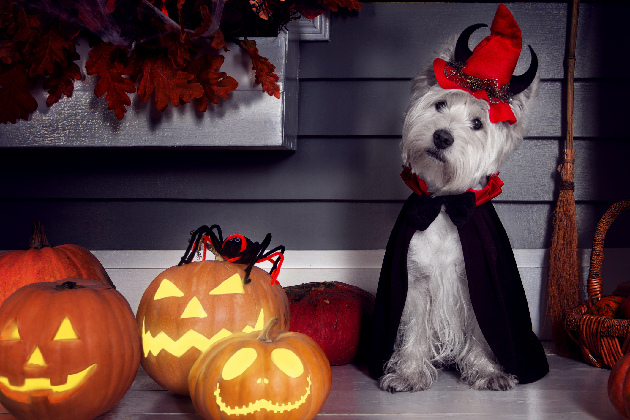 Funny west highland white terrier dog in scary Halloween costume and red hat with devil horns sitting outdoor with  pumpkins lanterns with fear spooky faces. Halloween night decorations concept. (monstArrr_&mdash;Getty Images/iStockphoto)