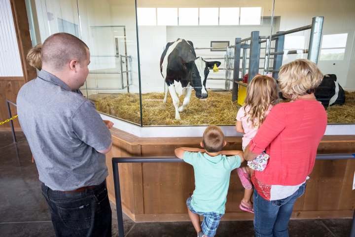 Family observing cow at Farm Discovery Center in Wisconsin.