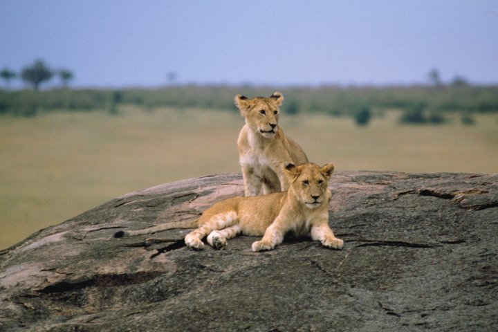 Lions at Lion King Adventure in Kenya.