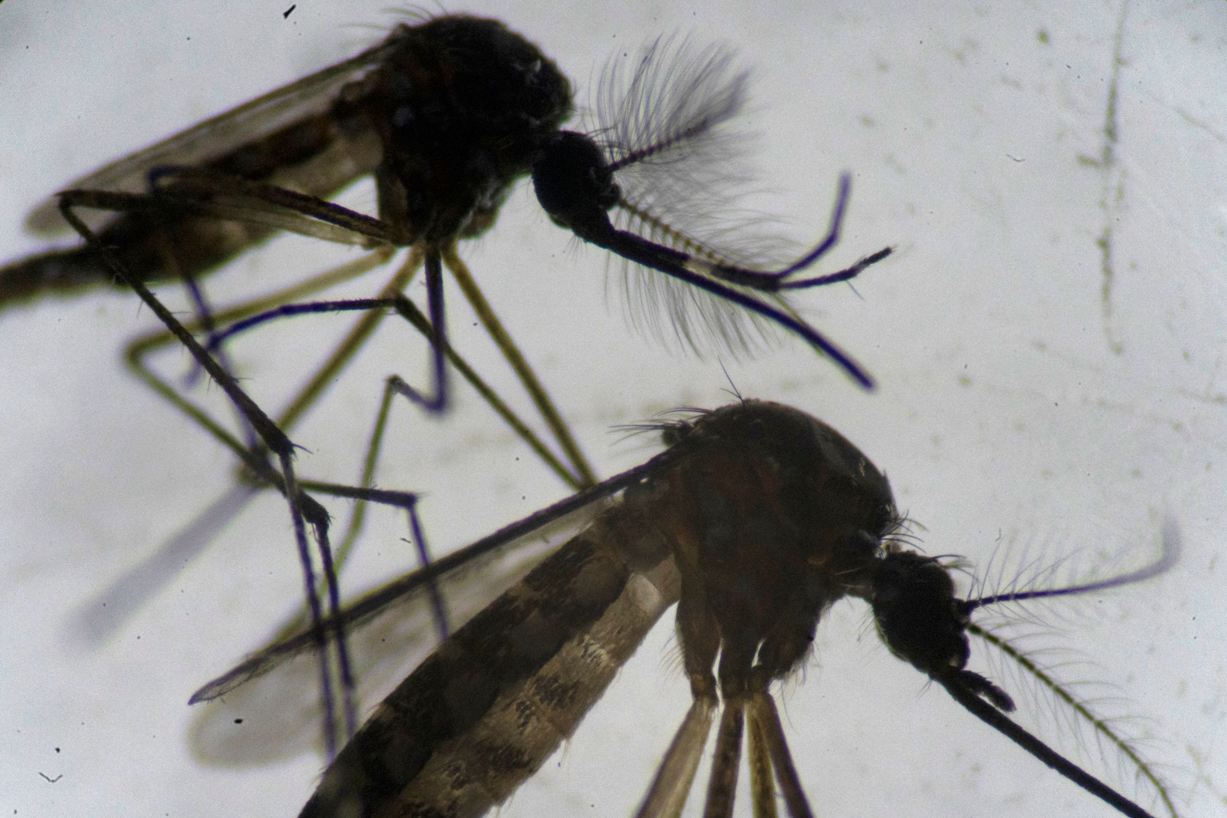 A male (top) and a female (bottom) Aedes aegypti mosquito are seen through a microscope at the Oswaldo Cruz Foundation laboratory in Rio de Janeiro on Aug. 14, 2019. (Mauro Pimentel—AFP/Getty Images)