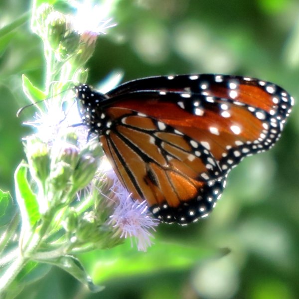 national-butterfly-center-mission-texas