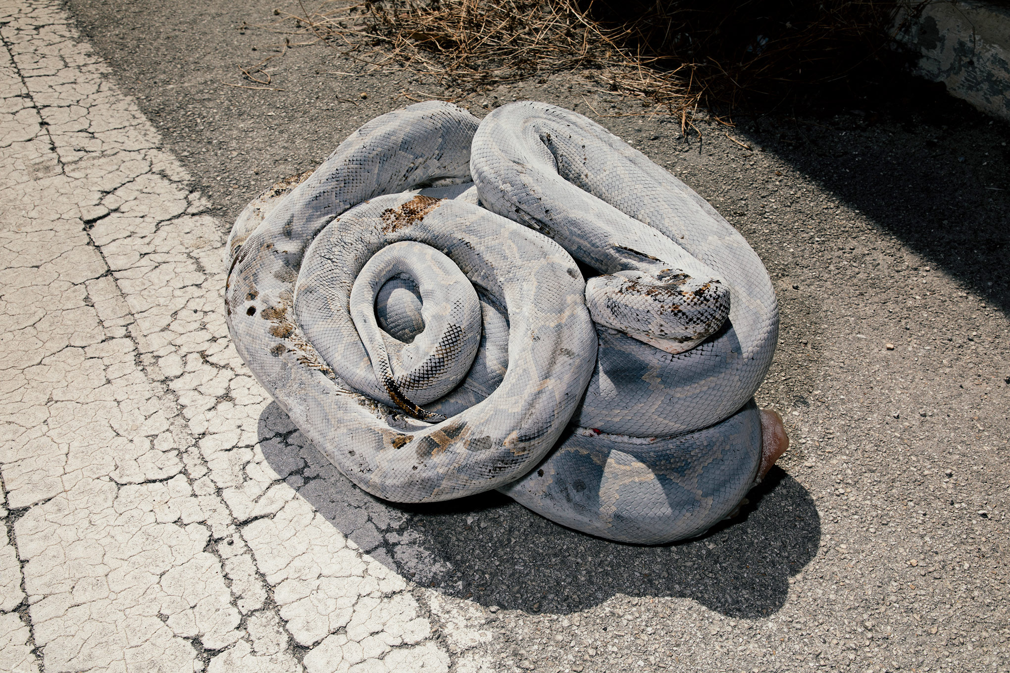 A frozen Burmese python lies outside the Homestead South Florida Water Management Station in Florida. Snakes are frozen to prevent the skin from decaying so that they can later be made into goods. (Peter Fisher for TIME)