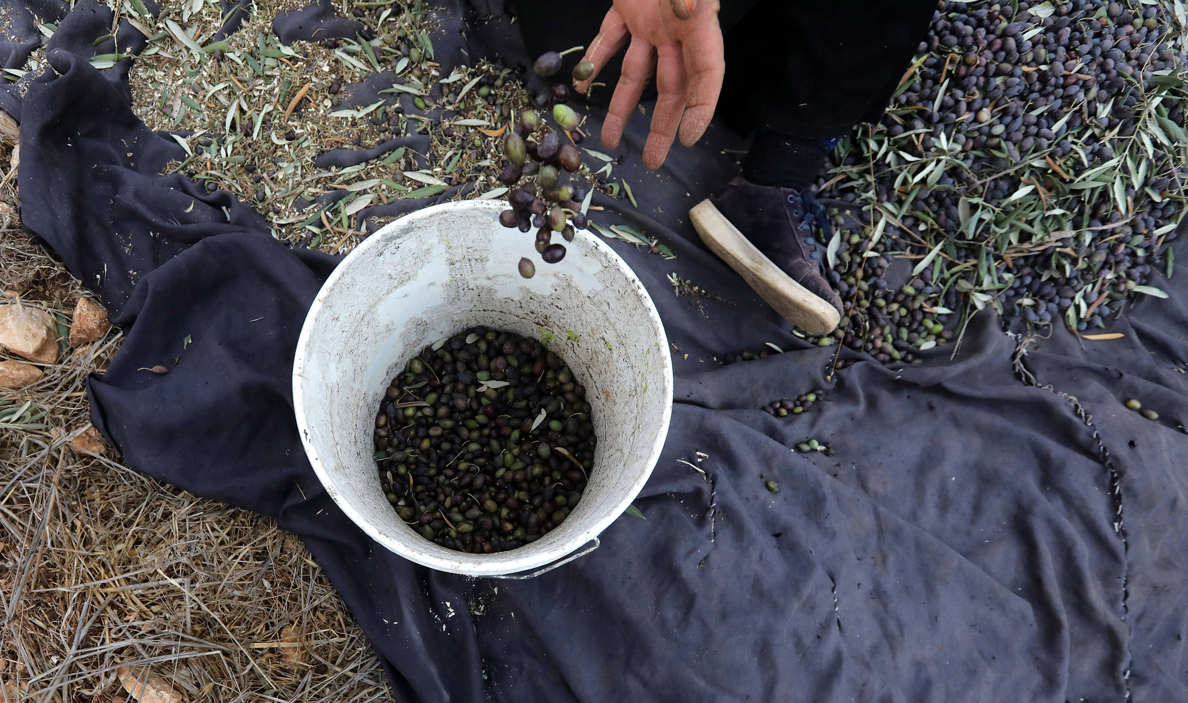 A Palestinian farmer collects olives in an olive grove on the outskirts of the West Bank village of Raba, near the city of Jenin, on Oct. 19, 2019. (Alaa Badarneh—EPA-EFE/Shutterstock)