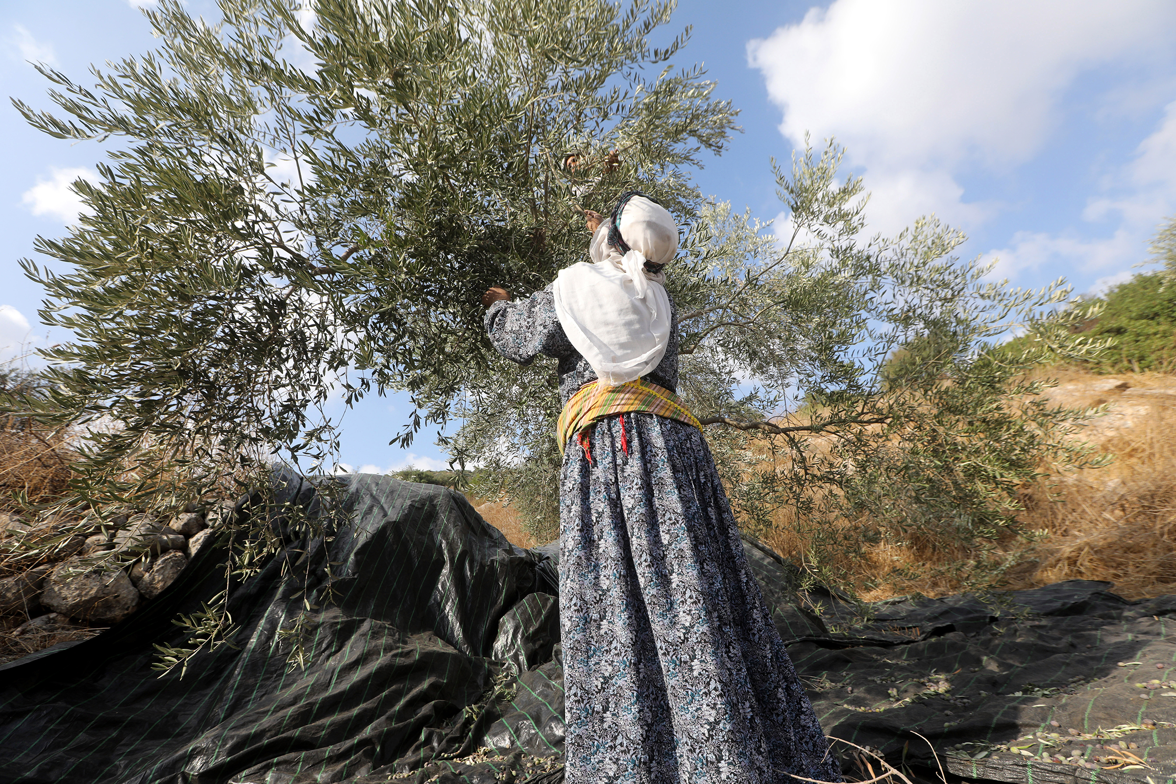 A Palestinian farmer collects olives in an olive grove on the outskirts of the West Bank village of Raba, near the city of Jenin, on Oct. 19, 2019. (Alaa Badarneh—EPA-EFE/Shutterstock)