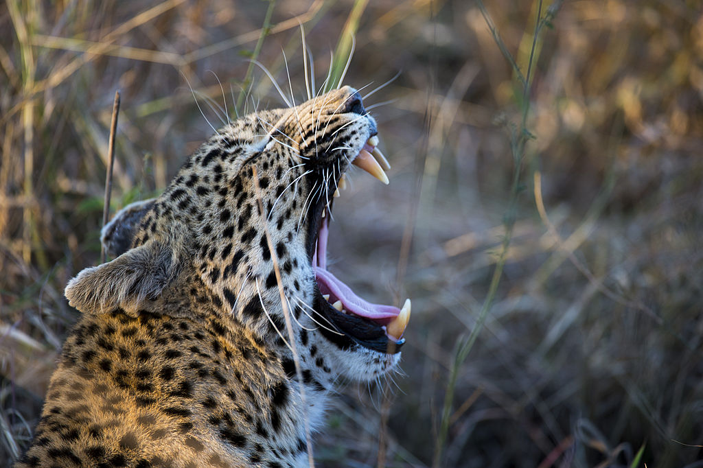 A leopard (Panthera pardus) yawning in the high grass of the Sabi Sands Game Reserve adjacent to the Kruger National Park in South Africa. (Wolfgang Kaehler&mdash;LightRocket via Getty Images)