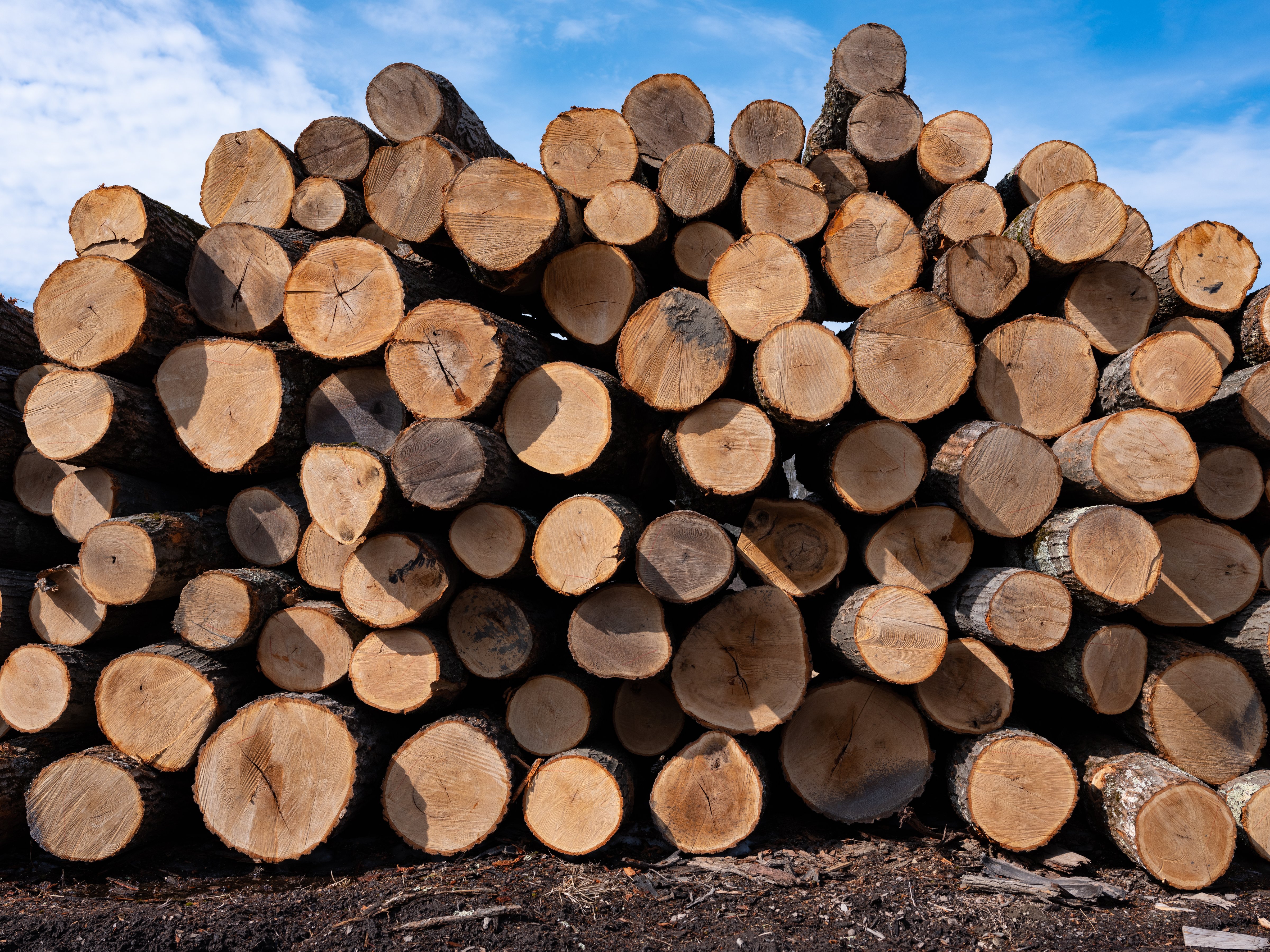 Cut logs of hard maple are stacked in the yard of Cooksburg Lumber Company in Preston Hollow, New York on March 14, 2019. (Getty Images—2019 Robert Nickelsberg)