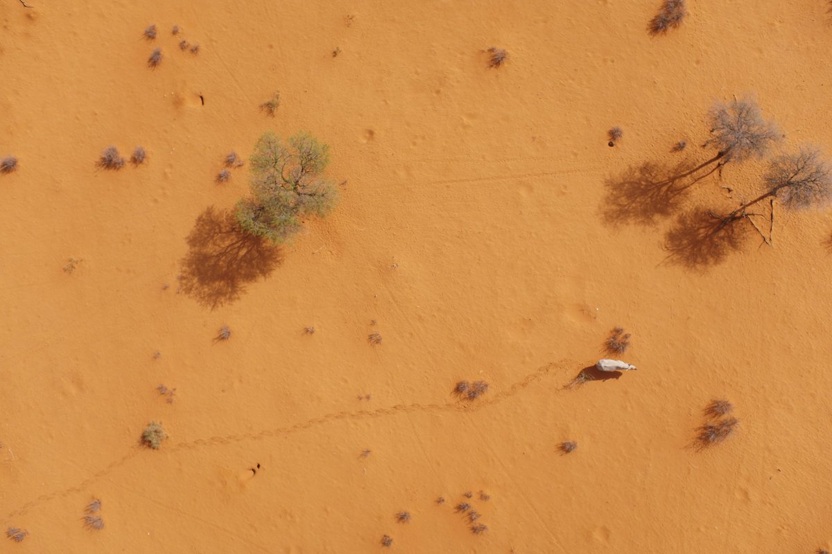 A black rhino in Namibia, as seen from a specially designed drone. Technology like this could help researchers and authorities keep track of threatened species (Wildtrack)
