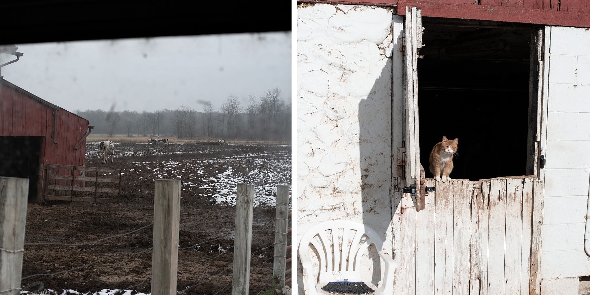 View from the barn into the cow pasture; one of the many farm cats at the entrance to the barn. (Jason Vaughn for TIME)