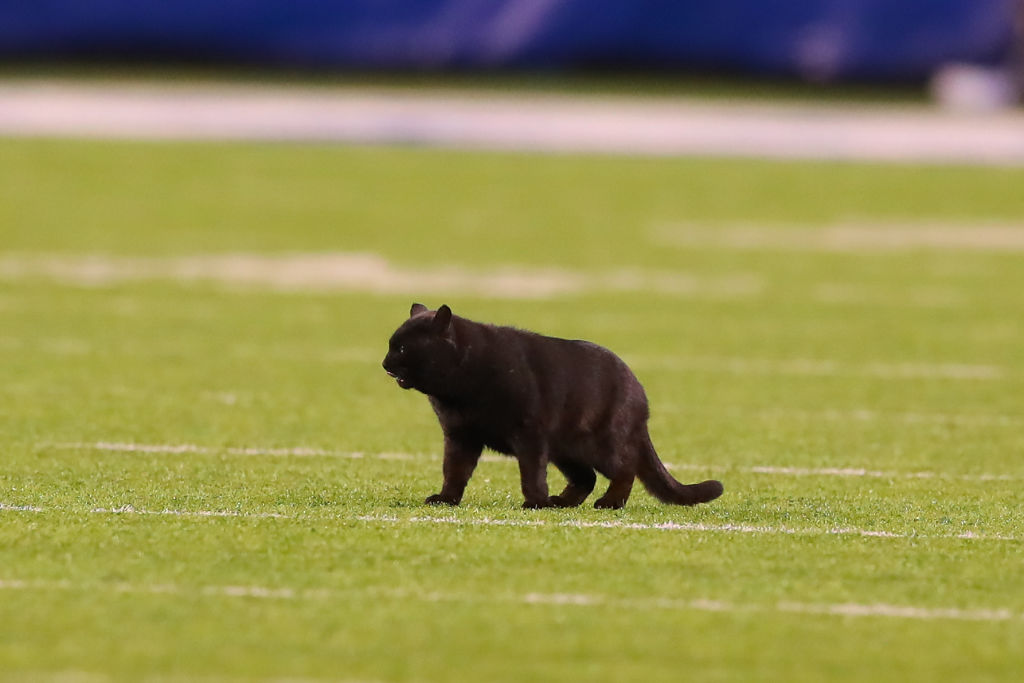 A Black Cat runs onto the field during the second quarter of the National Football League game between the New York Giants and the Dallas Cowboys on November 4, 2019 at MetLife Stadium in East Rutherford, NJ. (Photo by Rich Graessle/Icon Sportswire via Getty Images) (Icon Sportswire—Icon Sportswire via Getty Images)