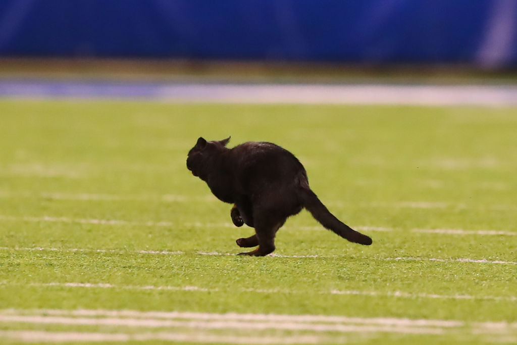 A black cat walked onto the field during the second quarter of the National Football League game between the New York Giants and the Dallas Cowboys on November 4, 2019 at MetLife Stadium in East Rutherford, NJ. (Photo by Rich Graessle/Icon Sportswire via Getty Images) (Icon Sportswire—Icon Sportswire via Getty Images)