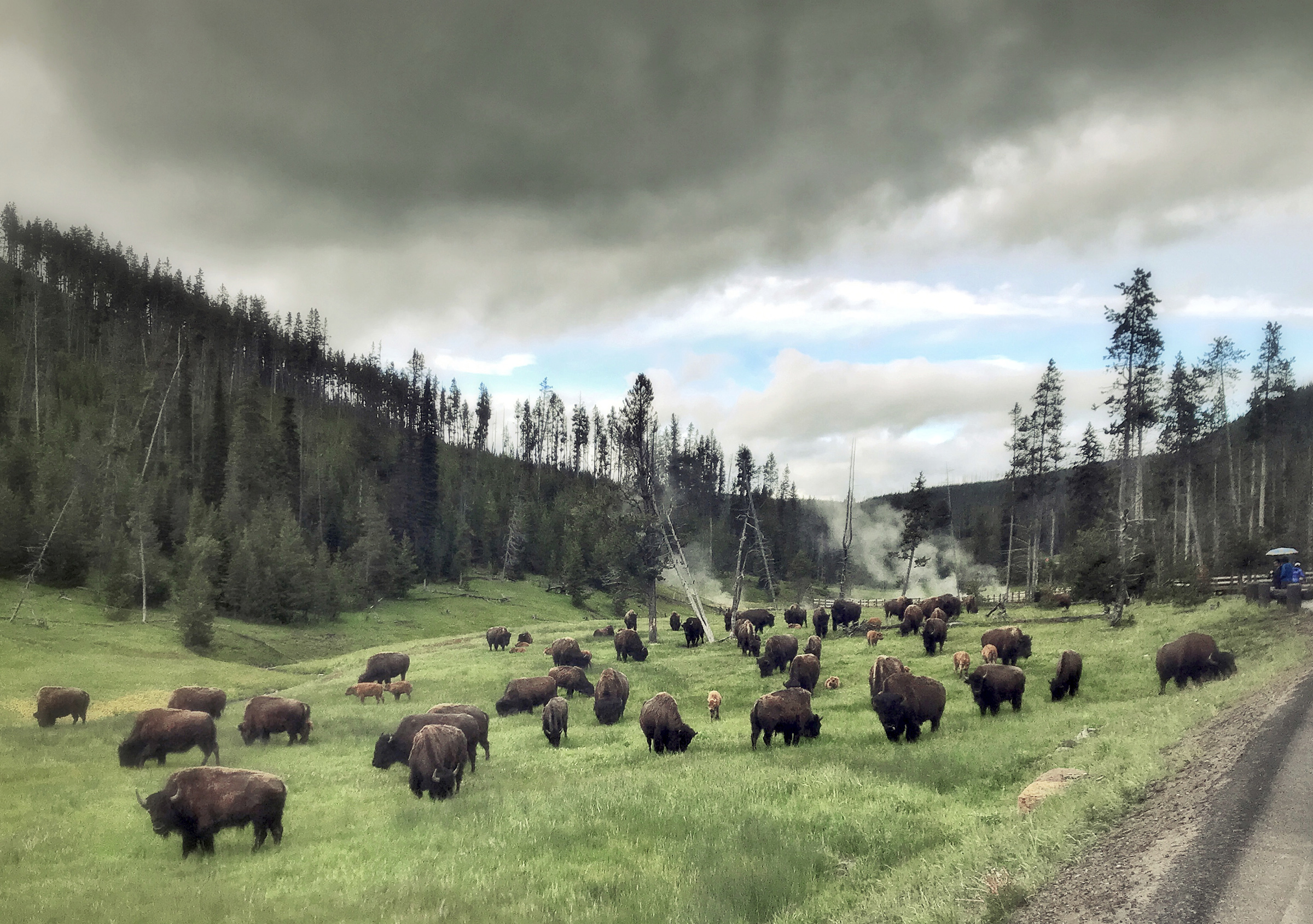 Bisons grazing near Devils Den in Yellowstone National Park in Wyoming, on July 5, 2018. (Soeren Stache—picture-alliance/dpa/AP)