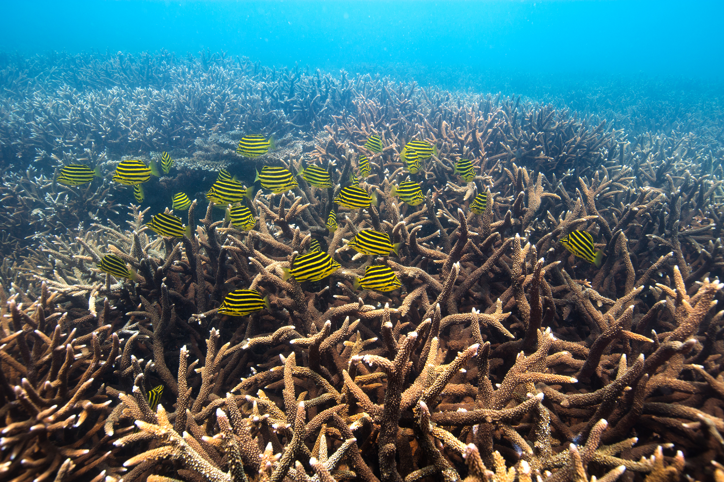 Coral off the Keppel Group of islands in the Southern Great Barrier Reef, in Feb. 2016. (Gary Farr —Greenpeace)