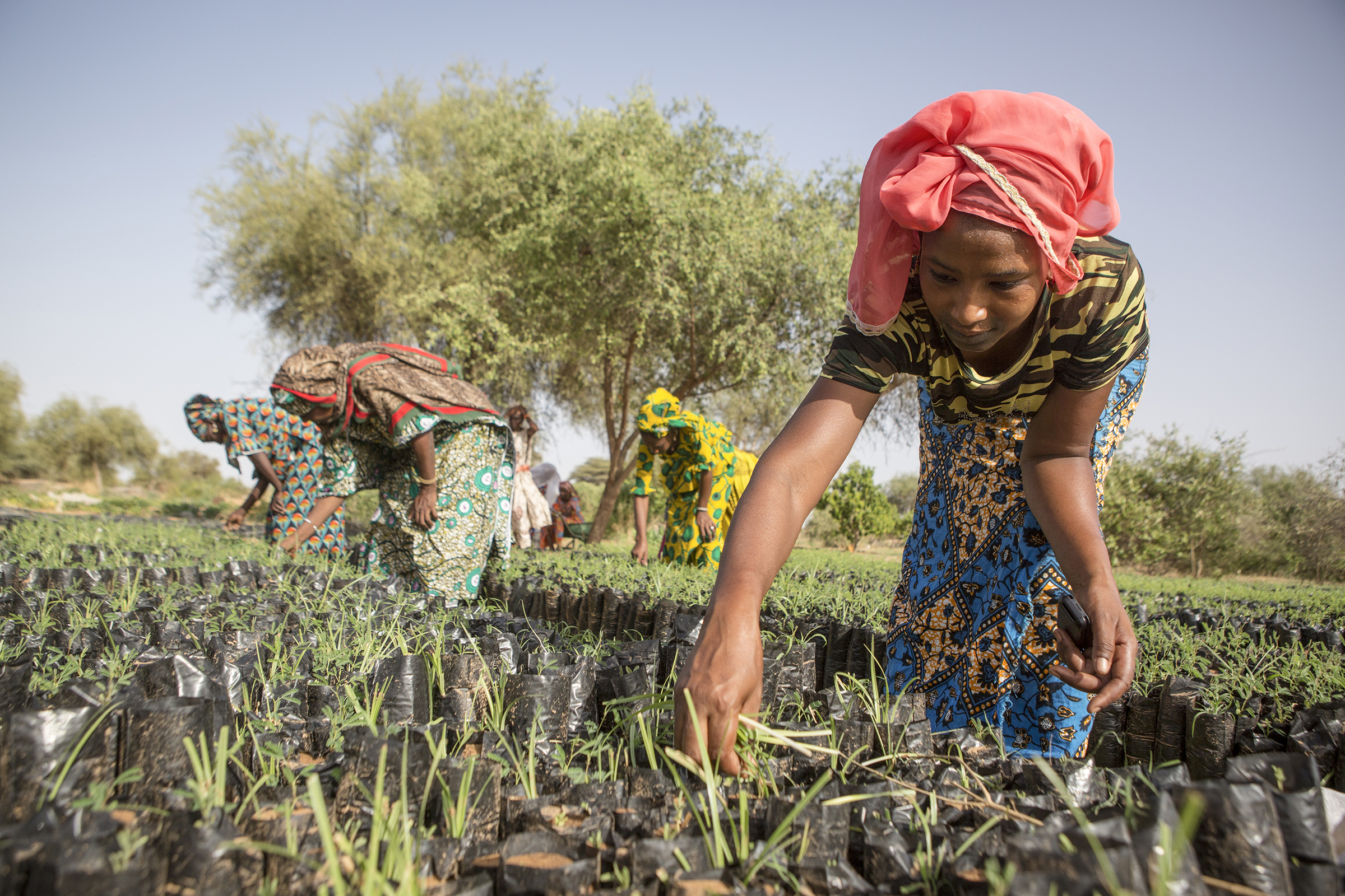 A young woman pulls weeds from seedlings that will be planted in a parcel contributing the Great Green Wall Project in Koyly Alpha, Senegal on Aug. 2, 2019. (Jane Hahn for TIME)