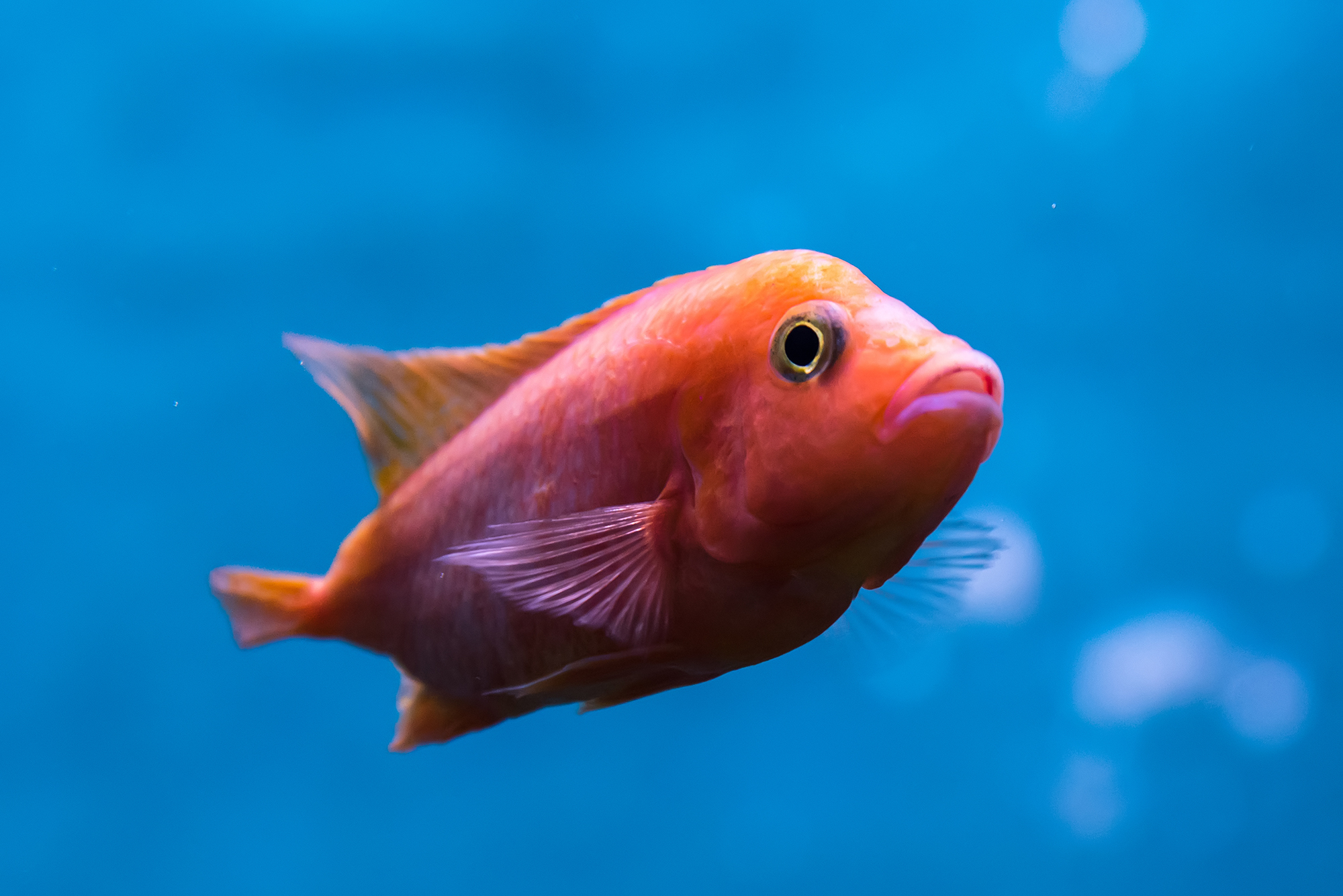 Fish With a Human-Like Face Becomes TikTok's New Obsession | Time