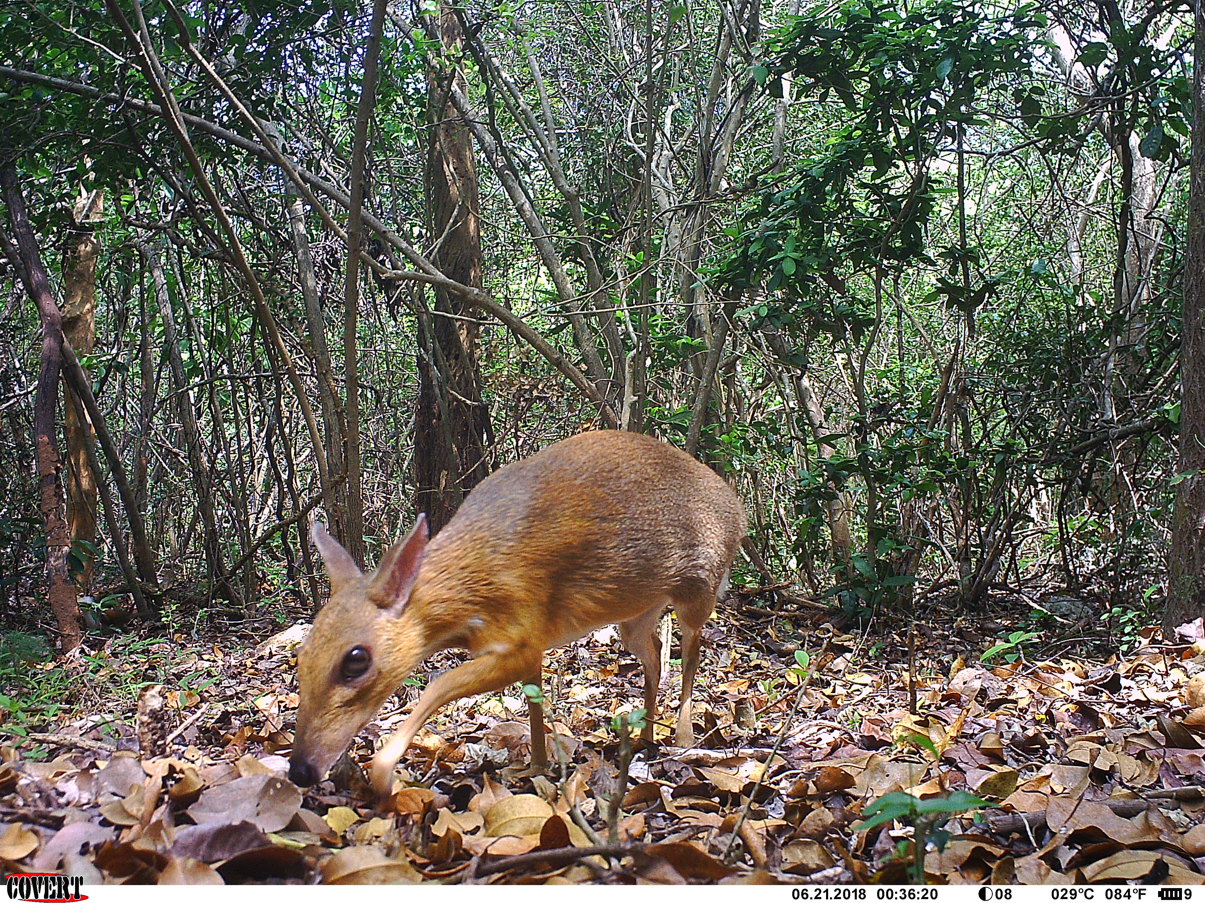 Researchers Just Found the First Mouse-Like Deer in Decades | Time