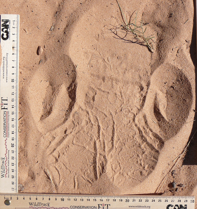 A rhino footprint in Namibia. Researchers can use software to track rare animals without getting up close (Wildtrack)