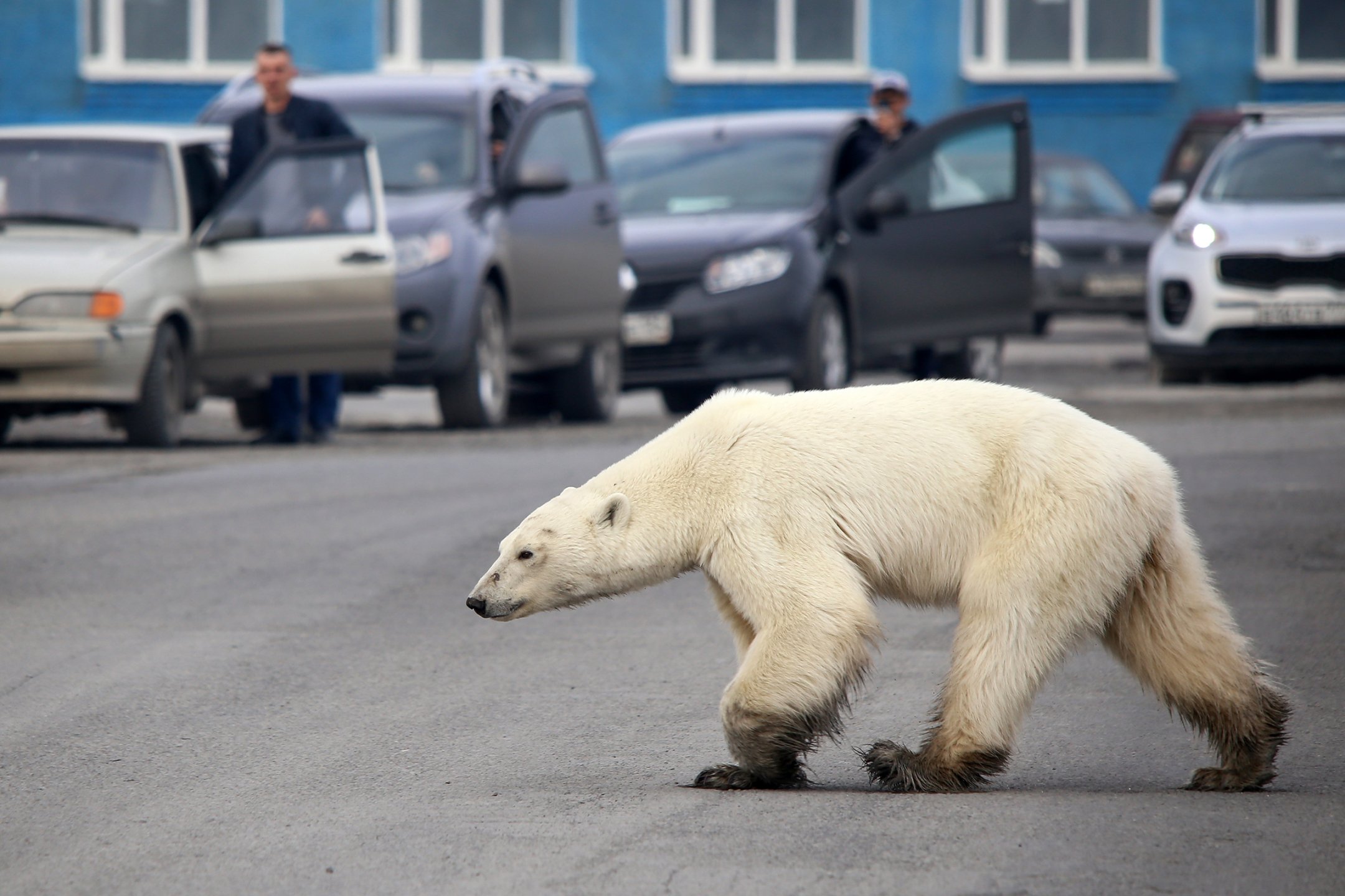 A stray polar bear walks on a road on the outskirts of the Russian industrial city of Norilsk in June. The hungry bear was said to be hundreds of miles from its natural habitat.