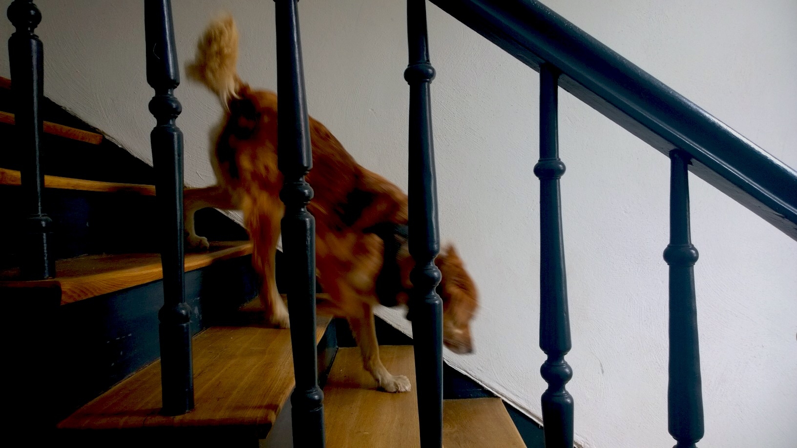 dog down stairs