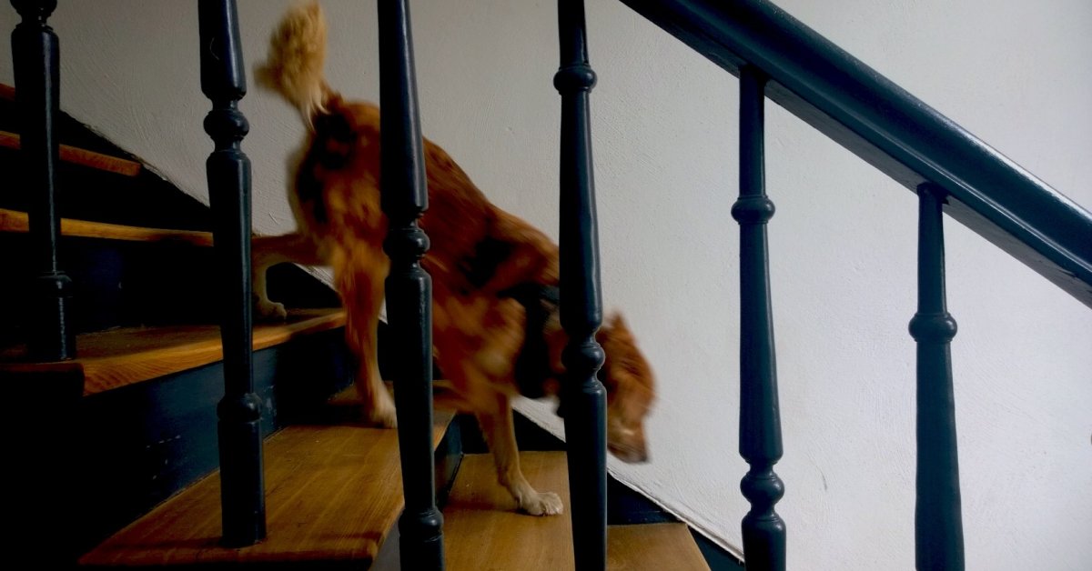 Собака, бесстрашно летящая вниз по лестнице, демонстрирует один из подходов к жизни thumbnail