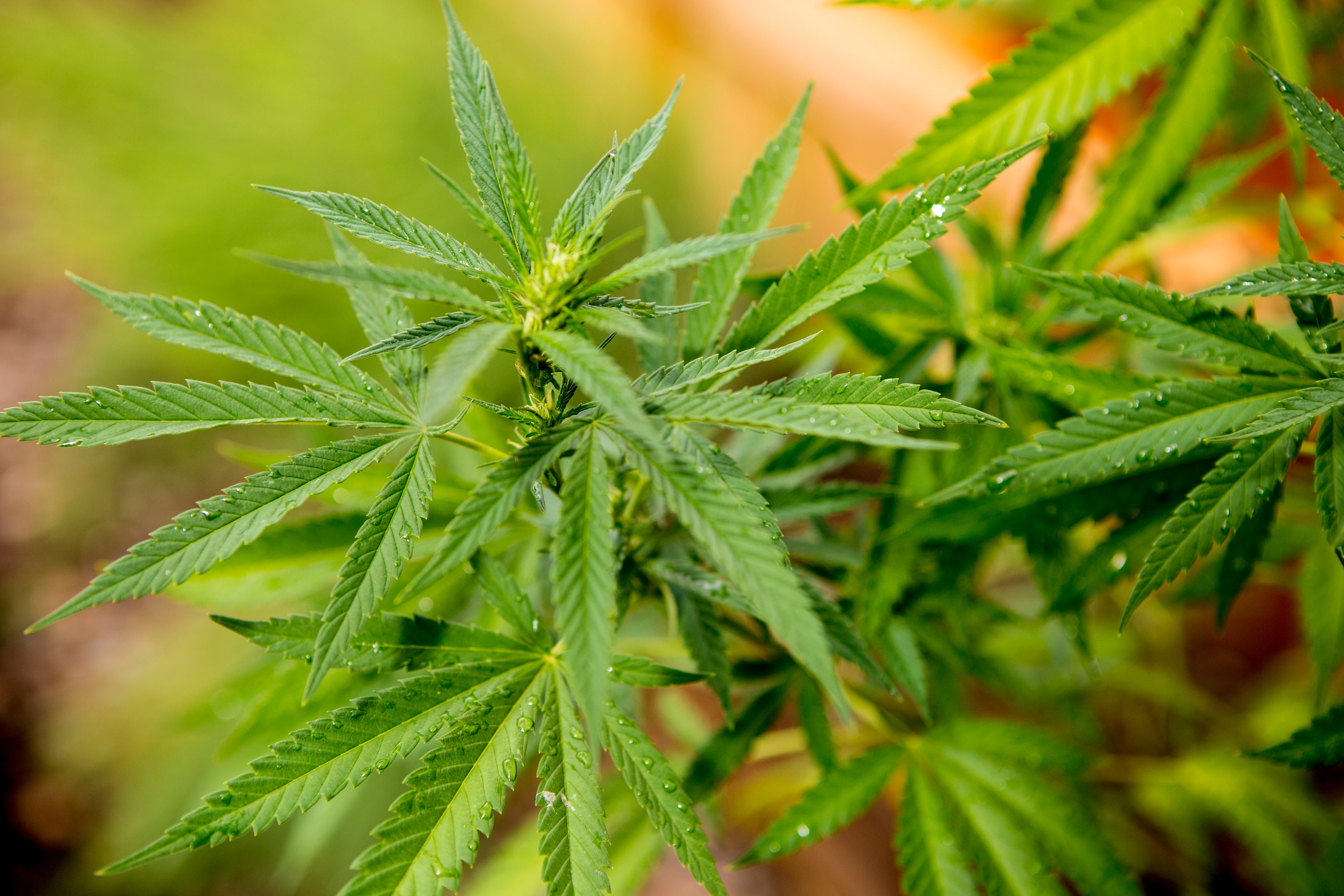 Close up of cannabis plant, Sebastapol, California, USA