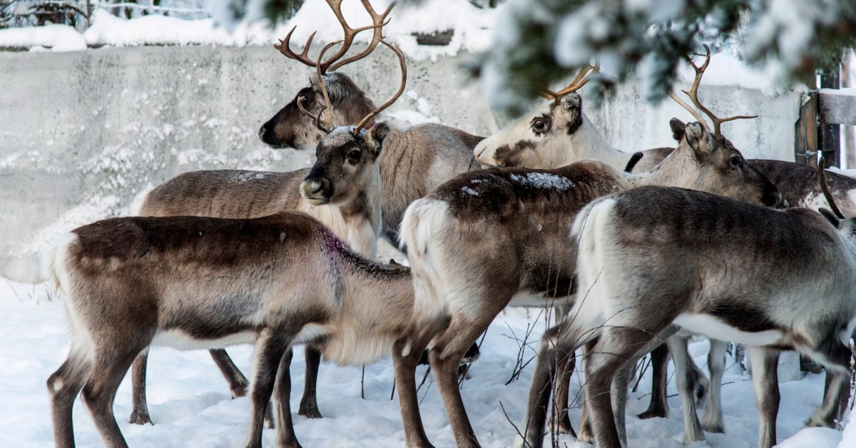 Climate Change Is Starving Out Reindeer in Sweden's Arctic - TIME