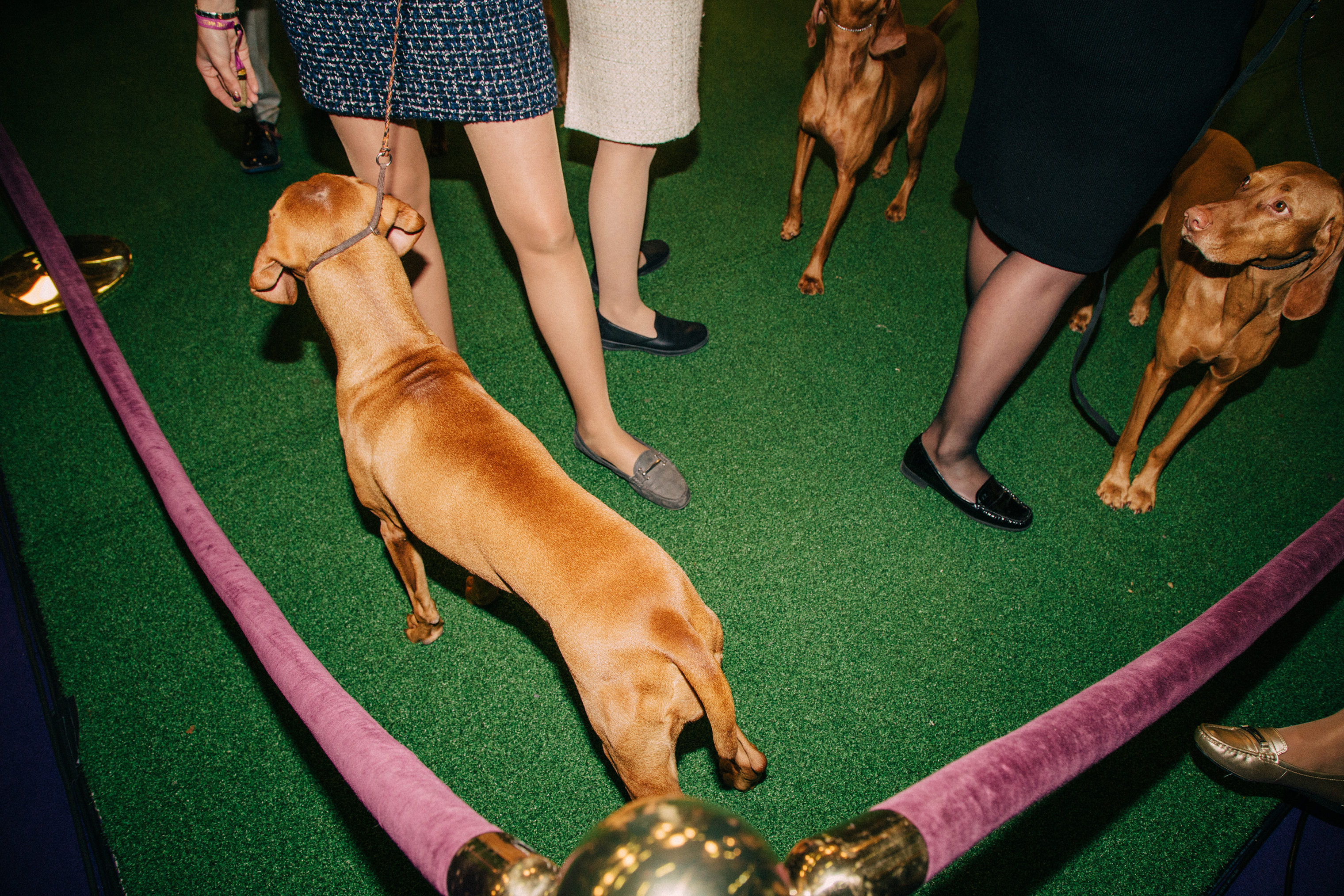 Dogs and their handlers at the Westminster Kennel Club Dog Show, held at Madison Square Garden in New York City, in February. (Clara Mokri for TIME)