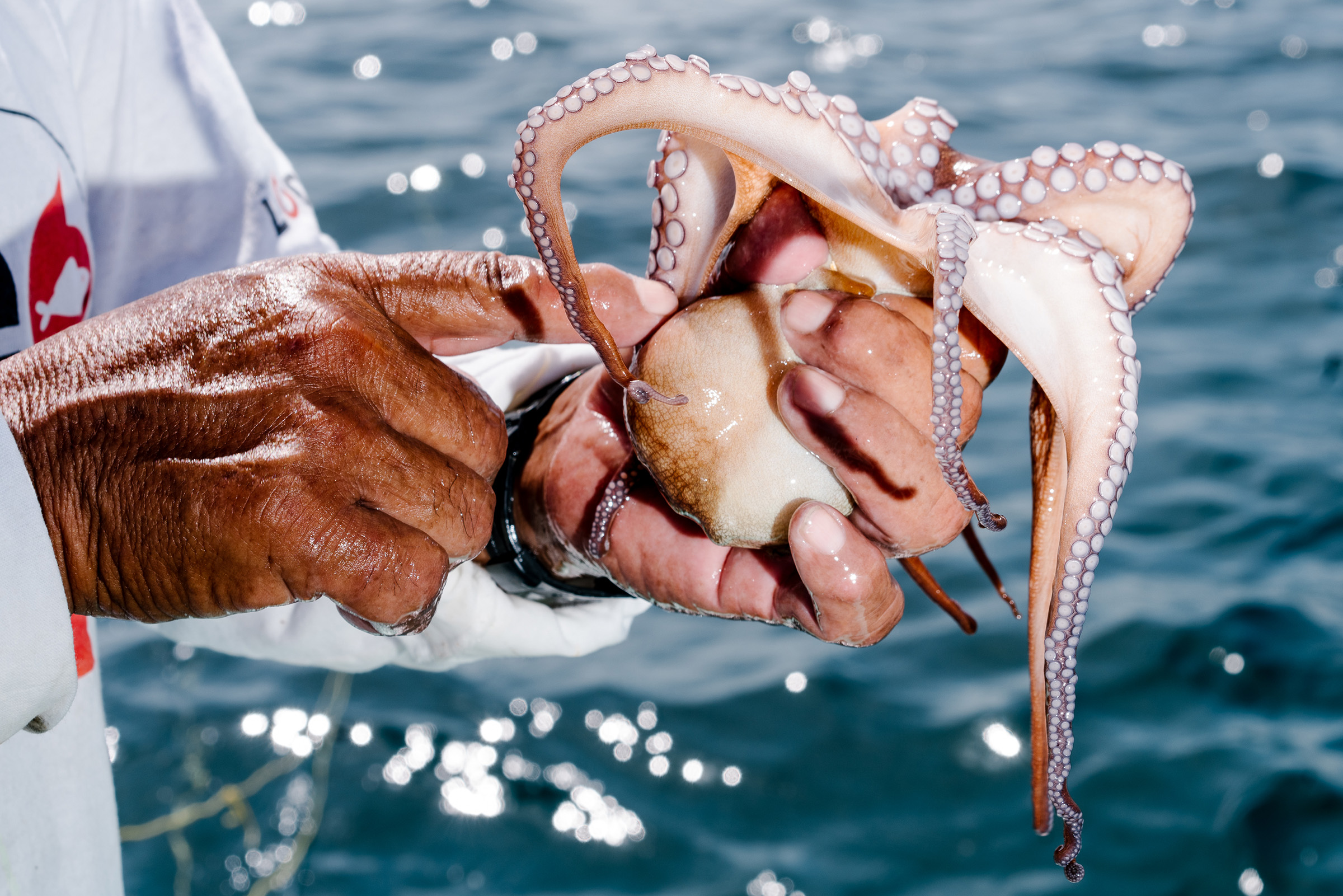 Octopuses raised in captivity, like this one photographed on Aug. 6, could save their wild relatives from overfishing. Sept. 2 issue. (Jake Naughton for TIME)