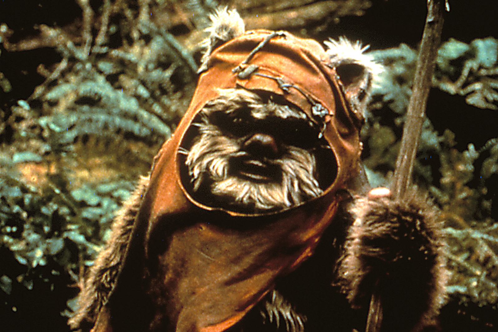 An Ewok in <em>Star Wars: Return of the Jedi</em> (Lucasfilm Ltd./ Everett Collection)