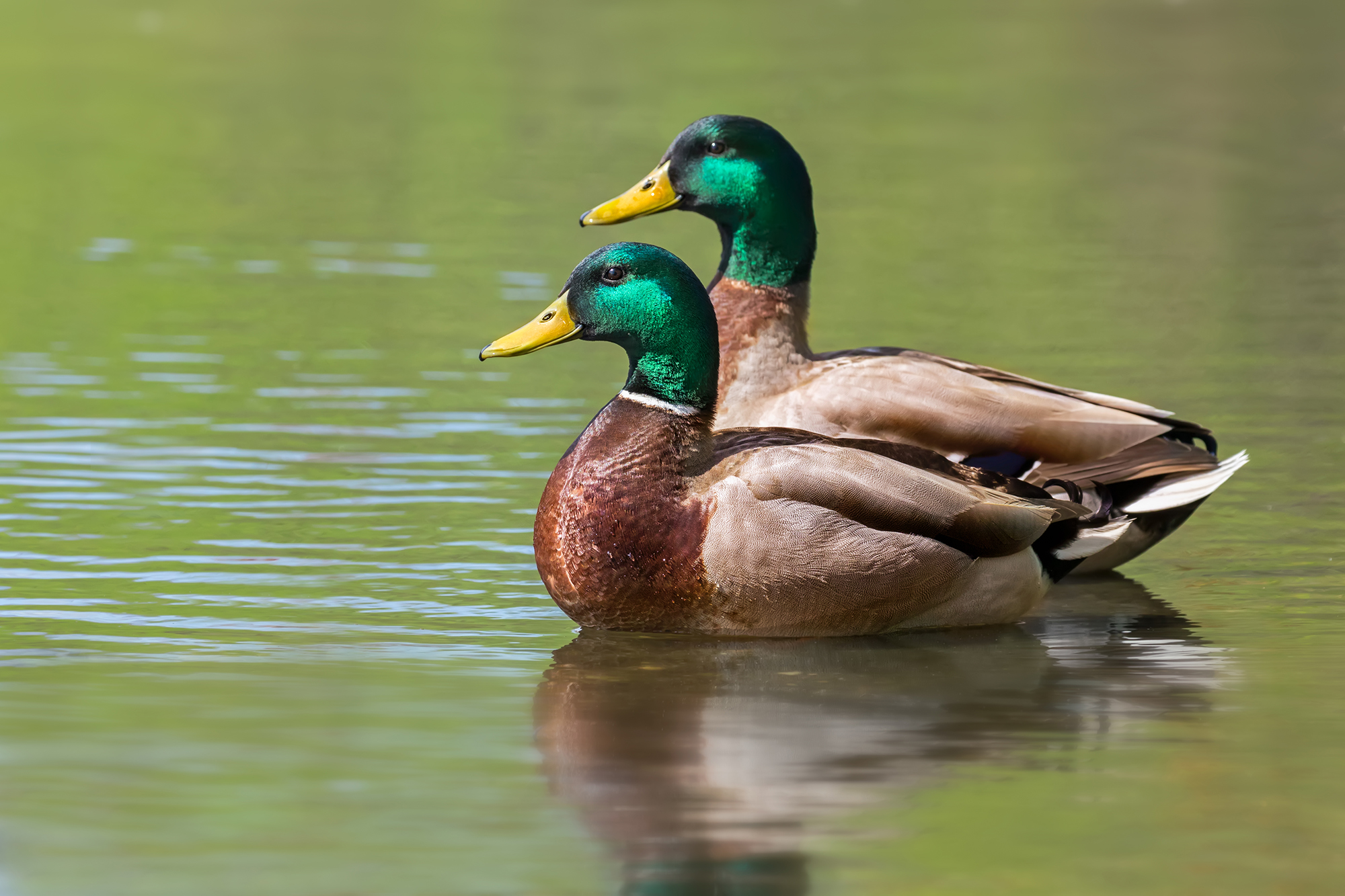 A couple of Mallard Ducks