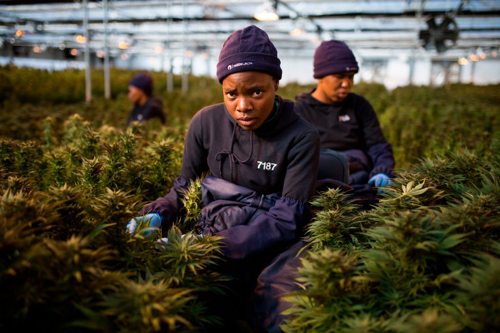 Women workers pick up leaves from cannabis plants inside a greenhouse of Medigrow, a Lesotho-Canadian company that grows legal cannabis, located near Marakabei, in Lesotho on August 6, 2019. (Guillem Sartorio—AFP/Getty Images)
