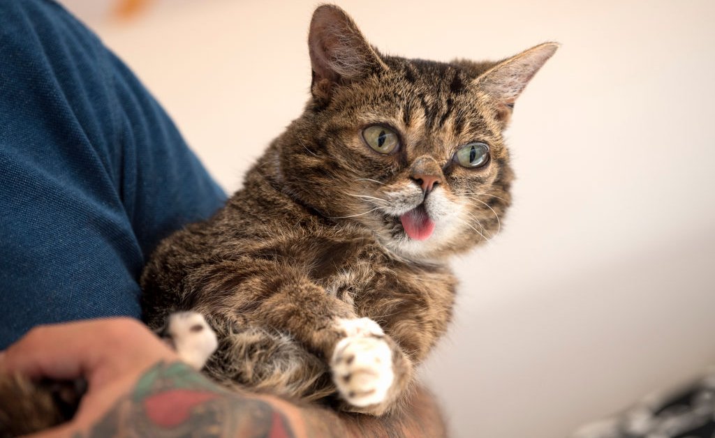 Viral Kitty Lil Bub, один из самых любимых домашних животных в Интернете, умер в возрасте 8 лет thumbnail