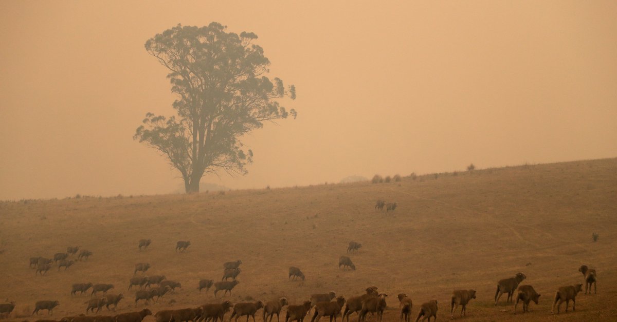 2 австралийских лесных пожара сливаются в ад, серьезно ранящий человек thumbnail