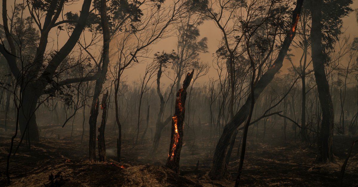 Australia's Wildfires and Climate Change Are Making One Another Worse in a Vicious, Devastating Circle - TIME