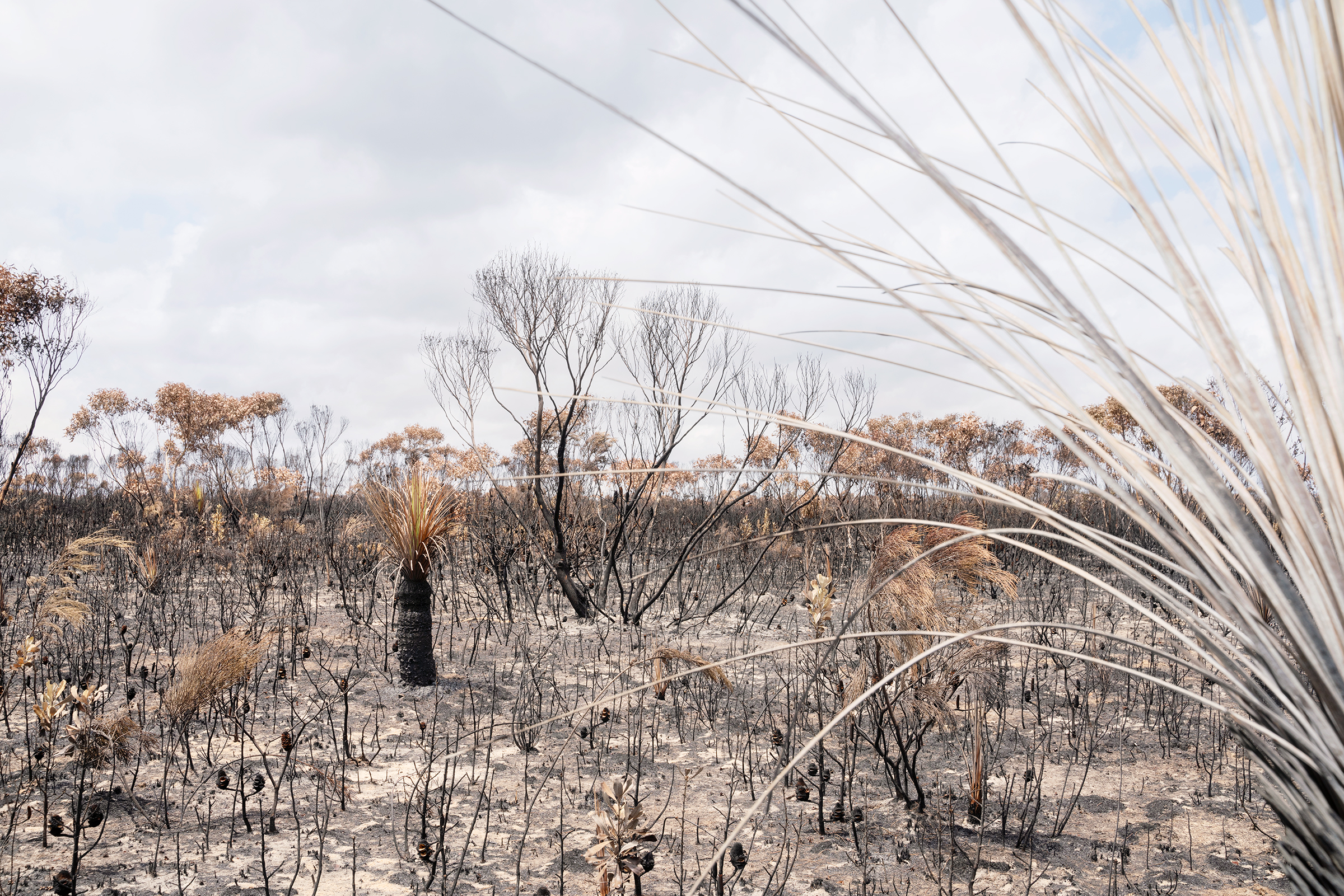 Charred remains of trees in Flinders Chase National Park on Kangaroo Island on Jan. 16. (Adam Ferguson for TIME)