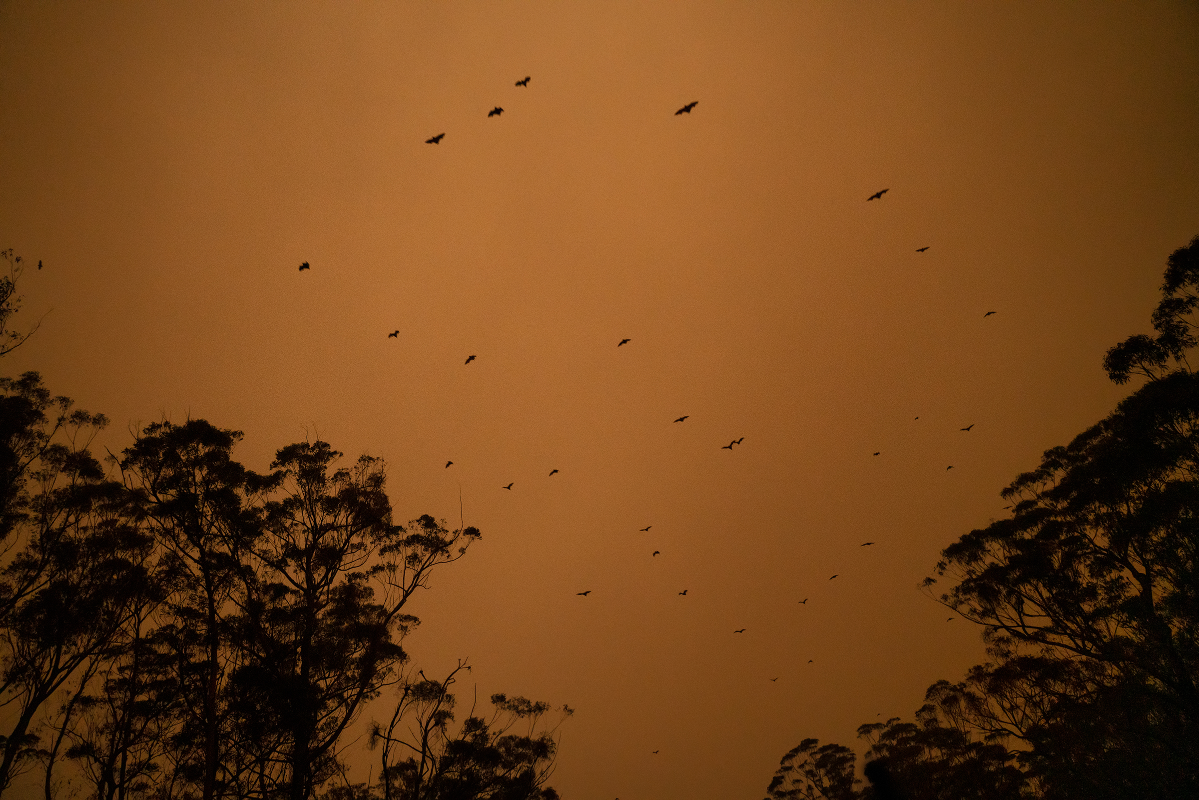 Bats fly through a smoke-filled sky above a highway between Ulladulla and Batemans Bay in New South Wales on Jan. 4. (Adam Ferguson for TIME)