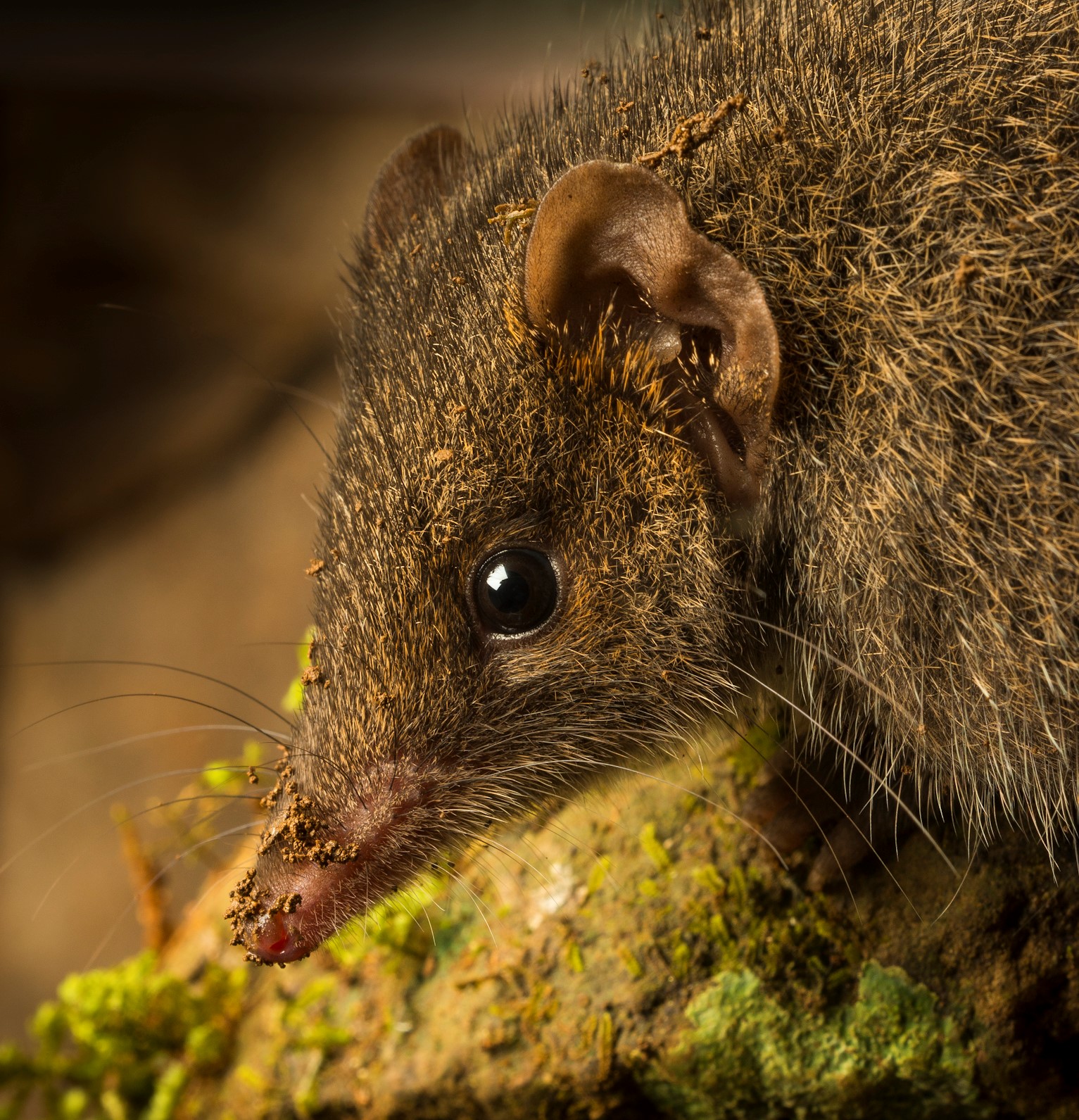 The black-tailed dusky antechinus was only discovered five years ago in Australia and now the researcher who identified it fears it could be on the brink of extinction as a result of climate change and intense bush fires. (Gary Cranitch&mdash;Queensland Museum)