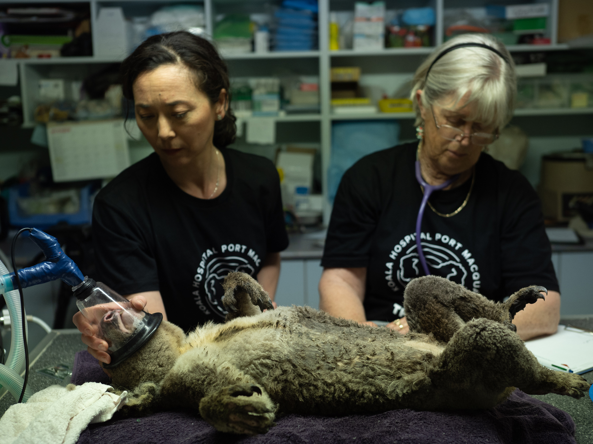 A koala rescued from a bushfire is in surgery at the Port Macquarie Koala Hospital in Australia on Dec. 6, 2019. (Michaela Skovranova)