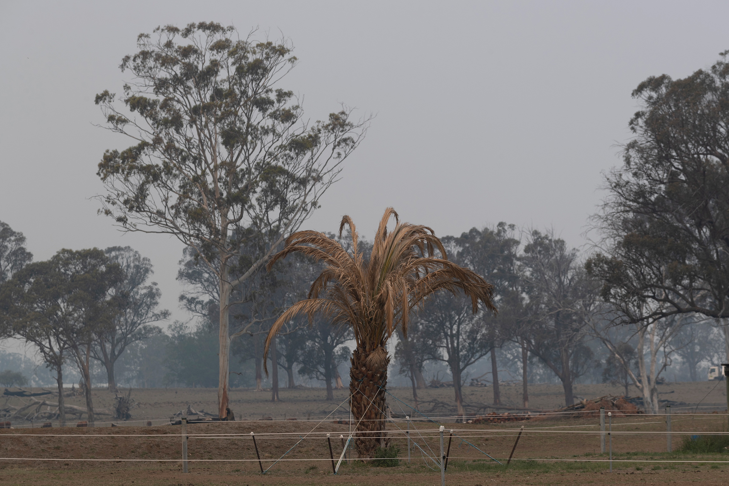 A palm tree blackened by fire in Glen Innes, New South Wales, on Nov. 11, 2019. (Brook Mitchell—Getty Images)